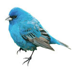 Avatar de Usuario